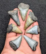 Handful Of 7 Large Mako Shark Teeth The Carolinas Perfect For Crafts/Jewelry