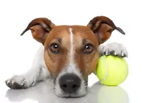 100 Used Tennis Balls for Dogs - FREE SHIPPING!