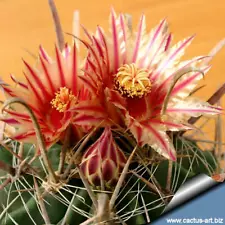 cactus seeds for sale