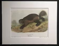 Audubon's "Wolverine"-Matted Art Print