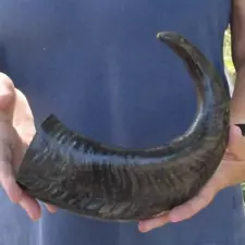 16 inch Semi-Polished Buffalo horn for sale, from India, taxidermy # 47327