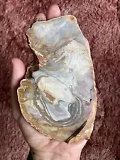 Agatised Fossil Geode Agate Chapinite