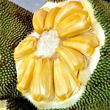 Fresh Seeds Jackfruit ~ Artocarpus heterophyllus ~ Fresh Seeds For Planting !!