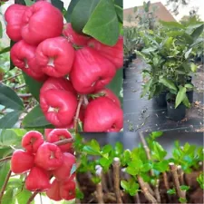 Sweet RED WAX APPLE Java Fruit Rose Tree Cuttings Tropical Syzygium Samarangens