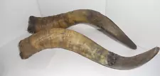 Set of TWO: 18" Curved Kudu African Animal Horns