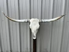 LONGHORN STEER SKULL 4 FEET 8 1/4 inch WIDE POLISHED BULL HORN MOUNTED COW HEAD