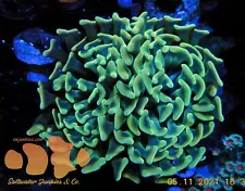 Holy Grail Indo Branching Hammer LIVE CORAL FRAG SALTWATER JUNKIES