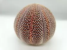 Natural 4.5" Sea Shell Urchin Multicolor Browns Oranges Beige