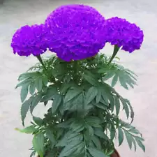 120 Purple Marigold Seeds Tagetes Garden Flowers