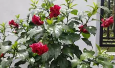 double hibiscus plant for sale