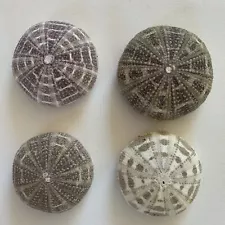 Sea Urchin Shells 3-3.5 Inches.