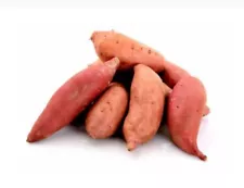 6 LBS Japanese Sweet Potato, Korean Sweet Potato Murasaki Tuber Great for Sprout