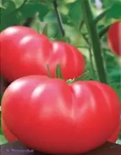 Rare Organic Vegetable Heirloom Tomato Seeds "Millionaire" Legendary Variety.