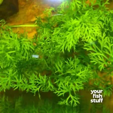 Watersprite (Lace Leaf Fern) Live Aquarium Plants *BUY 1 GET 1 at 50%