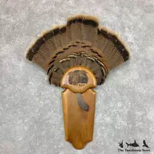 #23626 E+ | Eastern Wild Turkey Taxidermy Bird Mount For Sale