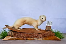 Weasel Taxidermy Mount Small Animal Taxidermy