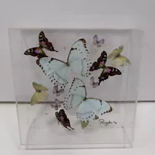 Taxidermy Butterflies In 10"x10" Display Box