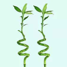 2X Lucky Bamboo Curly Dracaena Sanderiana Live Aquarium Plants