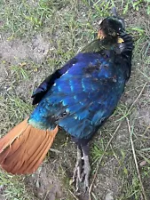 Frozen Pair Of Impeyan Pheasants . For Taxidermy Or Feathers￼