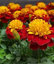 marigolds seeds for sale