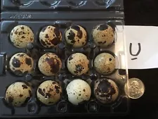 12 Blown Out Real Natural Color Coturnix Quail Eggs One Hole Easter Crafts Lot U