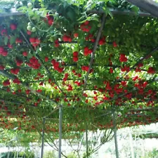 6 Tomato Tree Seeds for Planting Tamarillo Cyphomandra betacea