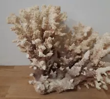 freshwater coral for sale