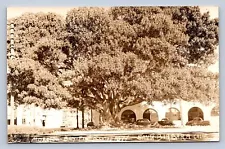 K6/ Santa Barbara California Postcard RPPC c1940s Moreton Bay Fig Tree 112