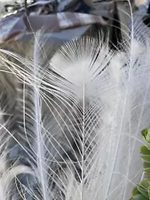 Peacock feathers- white or Indian blue