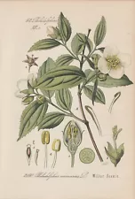 Philadelphus coronarius False Jasmine Chromo-Lithograph 1885