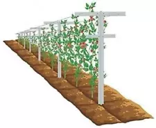 Garden Vineyard Raspberry Trellis with Adjustable Arms 7ft Plant Climbing Stake