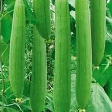 Bonanza Luffa Gourd Seeds Asian Chinese Okra Loofah Loofa Bitter Melon