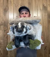 Beautiful Badger Shoulder “Den” Mount Taxidermy Mammal Man Cave Cabin Decor DIY