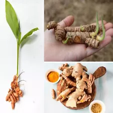 Sprouted turmeric live rhizomes Ready To Plant Fresh curcuma Longa Roots 50+