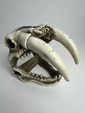 Saber Tooth Tiger Skull Fossil Replica Predator Resin replica Paperweight