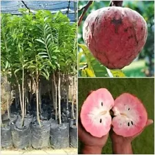 Grafted Red Soursop Fruit Tree Fast Shipping