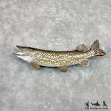 #27328 EL | 38.5" Northern Pike Taxidermy Fish Mount For Sale