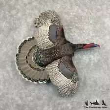 #27613 P* | Rio Grande x Ocellated Cross Turkey Mount For Sale