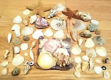 Mixed Lot of 70+ Seashells Starfish Coral For Home Decor or Crafting Florida