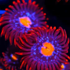 CORALS OF EDEN ~ Shadow Hunter Zoanthid Coral Frag - Live Coral for Sale LPS SPS