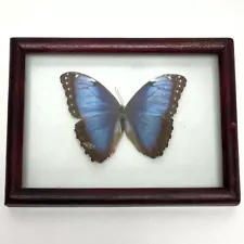 Framed Common Blue Morpho Butterfly Taxidermy Art