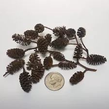 100pc $13.99 Alder Cones & 25 FREE Mineral Balls for Freshwater Dwarf Shrimp Â 