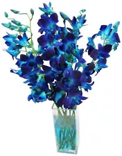 Fresh Dendrobium Dyed Blue Cut Orchids From Nursery in an Assorted Vase with ...