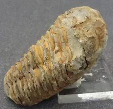 Trilobite Fossil, Morocco - Fossil for Sale