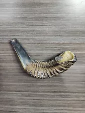 Kosher Ram Shofar Horn from Israel Traditional Half Polished Ram Shofa