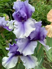 Iris ‘Jordan's Joy' (Schreiner, R. 2007).Tall Bearded Iris 1 rhizome