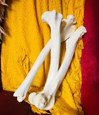 3 Domestic Cleaned White Cow Cattle Leg Bones oddities And Curiosity Animal