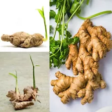 5+ Ready to plant Sprouted Ginger Rhizomes Zingiber Officinale Fresh Live Roots