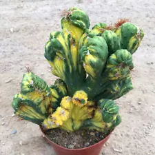 cactus variegated home potted Garden decoration Plants high 10cm