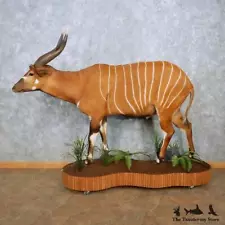 #15119 WC | Bongo Antelope Life-Size Taxidermy Mount For Sale